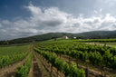 <p>Italië's antwoord op Pétrus: de pure Merlot die alles veranderde</p>